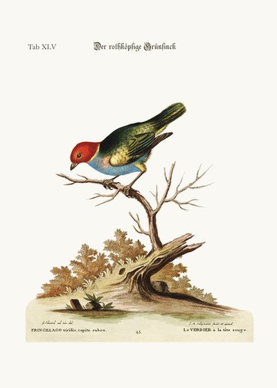 The Red-Headed Green-Finch, 1749-73 by George Edwards